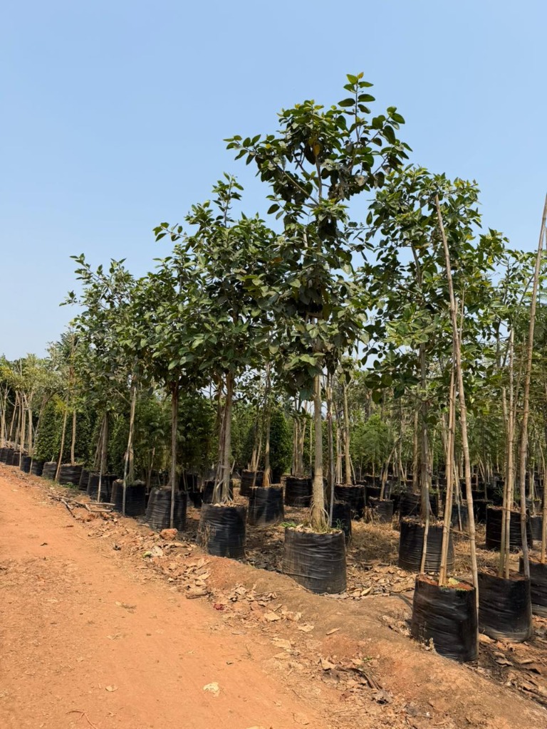 Avenue Trees