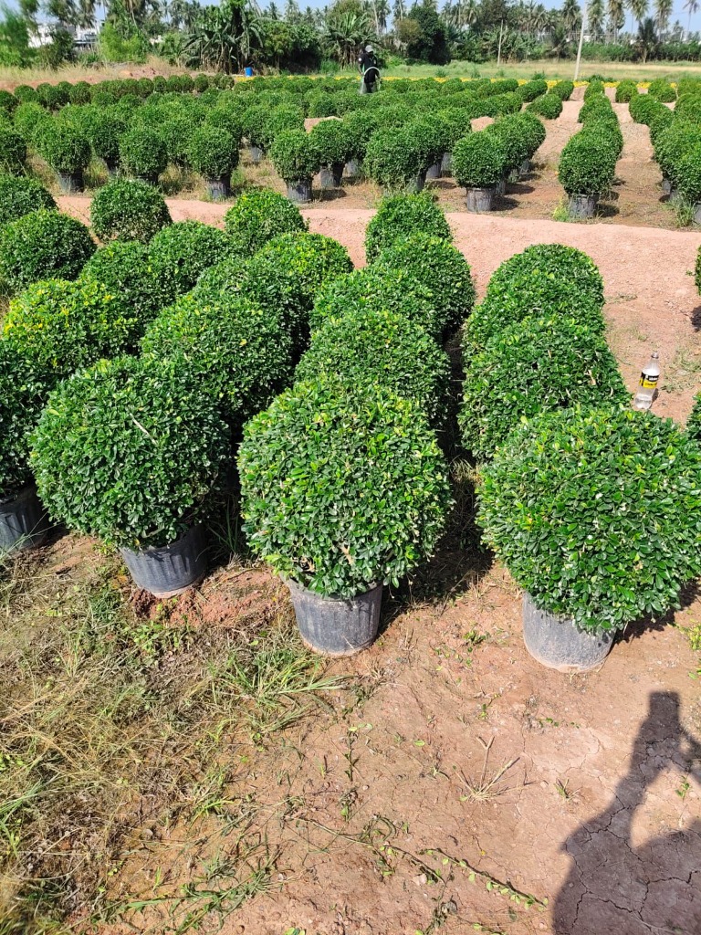 Ornamental Plants